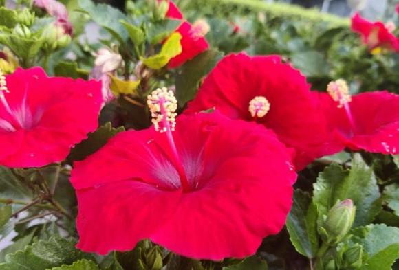 4 loai hoa tuy dep nhung nguoi xua bao de trong nha-Hinh-2