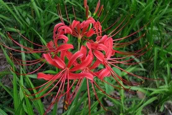 4 loai hoa tuy dep nhung nguoi xua bao de trong nha-Hinh-4