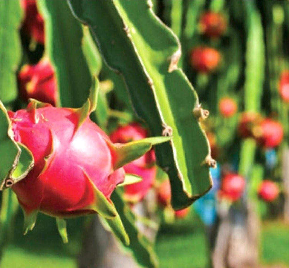 Ngoài danh hiệu “thiên đường resort”, Phan Thiết còn được biết đến là vương quốc thanh long của Việt Nam. Tổng diện tích vườn thanh long ở Bình Thuận rộng hơn 20.500 ha. Nơi đây không chỉ đơn thuần là nguồn cung cấp trái cây, mà còn trở thành điểm hẹn lý tưởng cho các bạn trẻ yêu thích chụp ảnh.