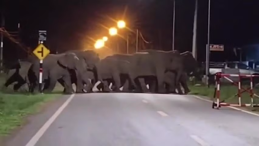 Video: Dan voi 50 con tan cong ngoi lang Thai Lan