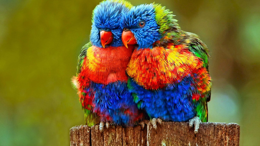 Tháng 11 Âm lịch là mùa lạnh nhất trong năm nhưng đối với những con giáp có ý chí kiên cường và thái độ tích cực thì giai đoạn này cũng là khoảng thời gian tràn đầy cơ hội và hy vọng. Trong mùa này, một số con giáp sẽ có tài lộc đặc biệt và may mắn, có thể nắm bắt cơ hội, kiếm được nhiều của cải, cuộc sống sung túc hơn. Dưới đây là 4 con giáp có sự thuận lợi trong công việc, kiếm tiền nhanh chóng trong tháng 11 Âm lịch. Ảnh minh họa Wallpaperflare