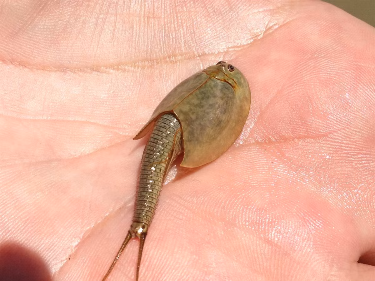 Hoa thach song tom khung long ba mat gay ra mot 