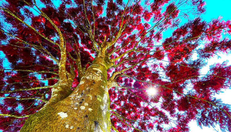 Ca the gioi hoa khoe sac o Da Lat, Lam Dong-Hinh-3