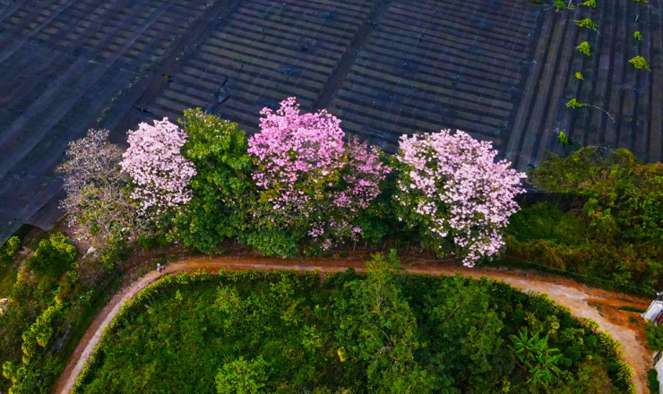 Ca the gioi hoa khoe sac o Da Lat, Lam Dong-Hinh-4