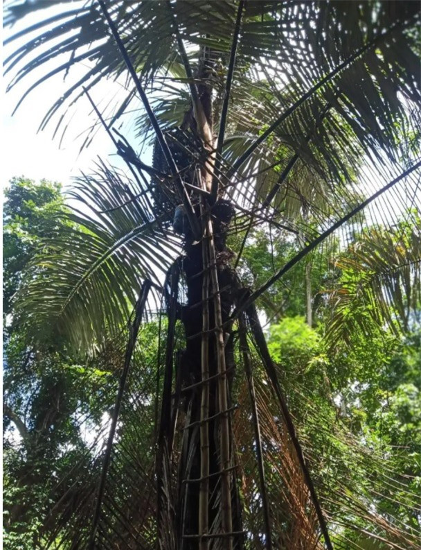 "Đệ nhất tửu giữa rừng" - loại rượu vạn người mê chảy ra từ ngọn cây ảnh 1