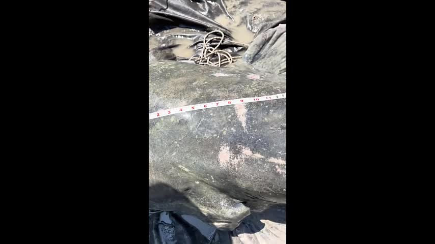 Video: Nguoi dan ong bat duoc ca 