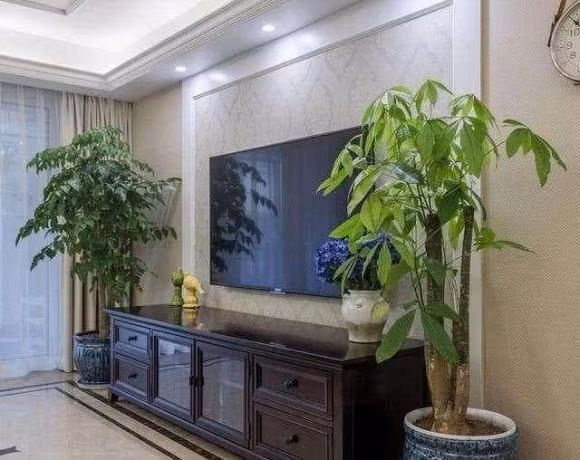 Cay canh tuyet doi khong dat o 3 vi tri 