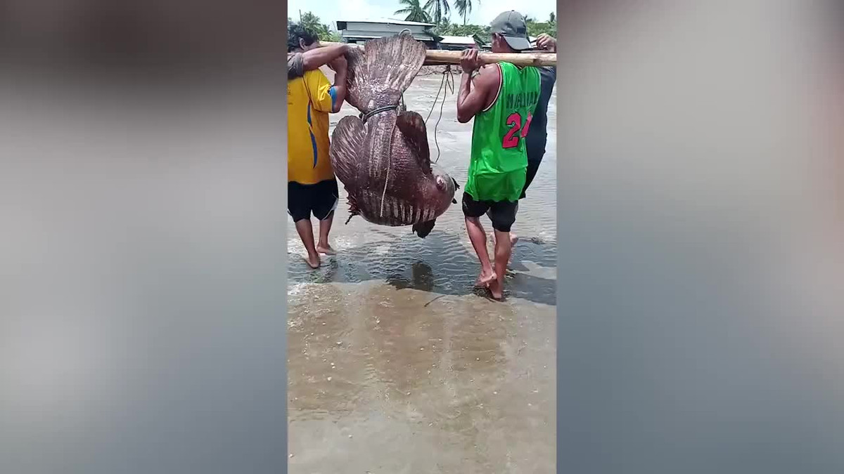 Video: 4 ngư dân chật vật khiêng cá mú nặng 154kg vào bờ Video: 4 ngu dan chat vat khieng ca mu nang 154kg vao bo
