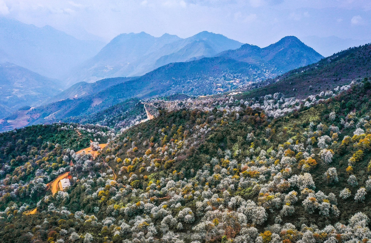 Cứ mỗi độ tháng 3 về, khắp các rẻo cao Tây Bắc như Mù Cang Chải của tỉnh Yên Bái hay huyện Mường La, tỉnh Sơn La lại được phủ trắng bởi thảm hoa Sơn tra nở khắp núi rừng.