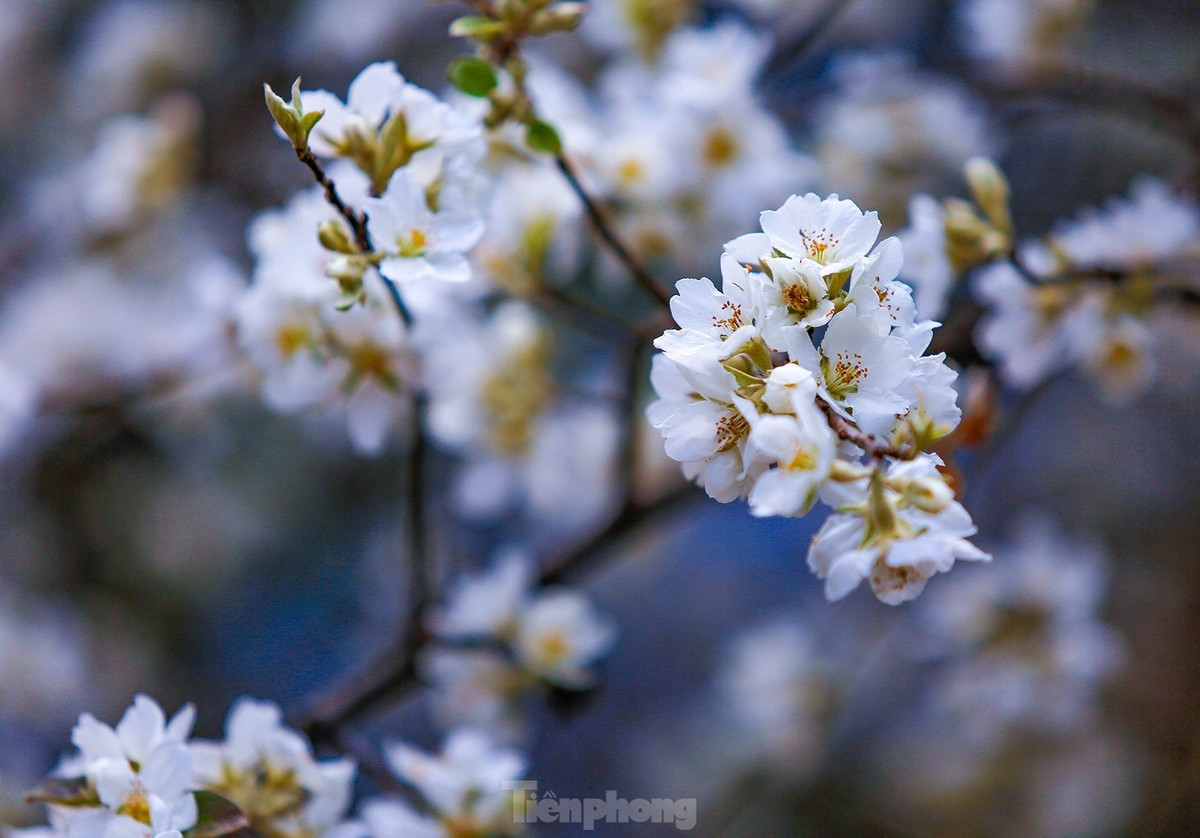 Hoa sơn tra nhìn kỹ có 5 cánh nhụy vàng, màu không trắng muốt như mận, mơ và lê mà hơi trắng ngà, kết thành tùng chùm, mỗi bông từ 4 đến 5 cánh.