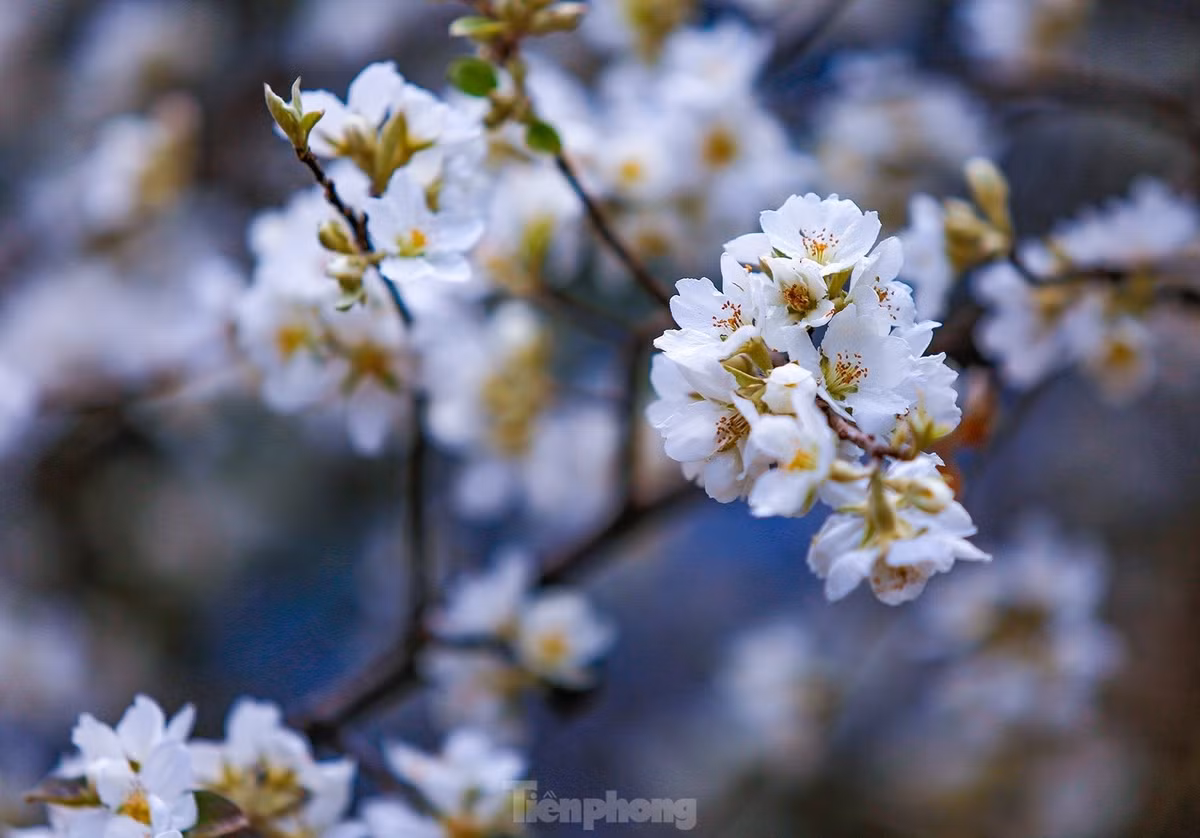 Hoa sơn tra nhìn kỹ có 5 cánh nhụy vàng, màu không trắng muốt như mận, mơ và lê mà hơi trắng ngà, kết thành tùng chùm, mỗi bông từ 4 đến 5 cánh.