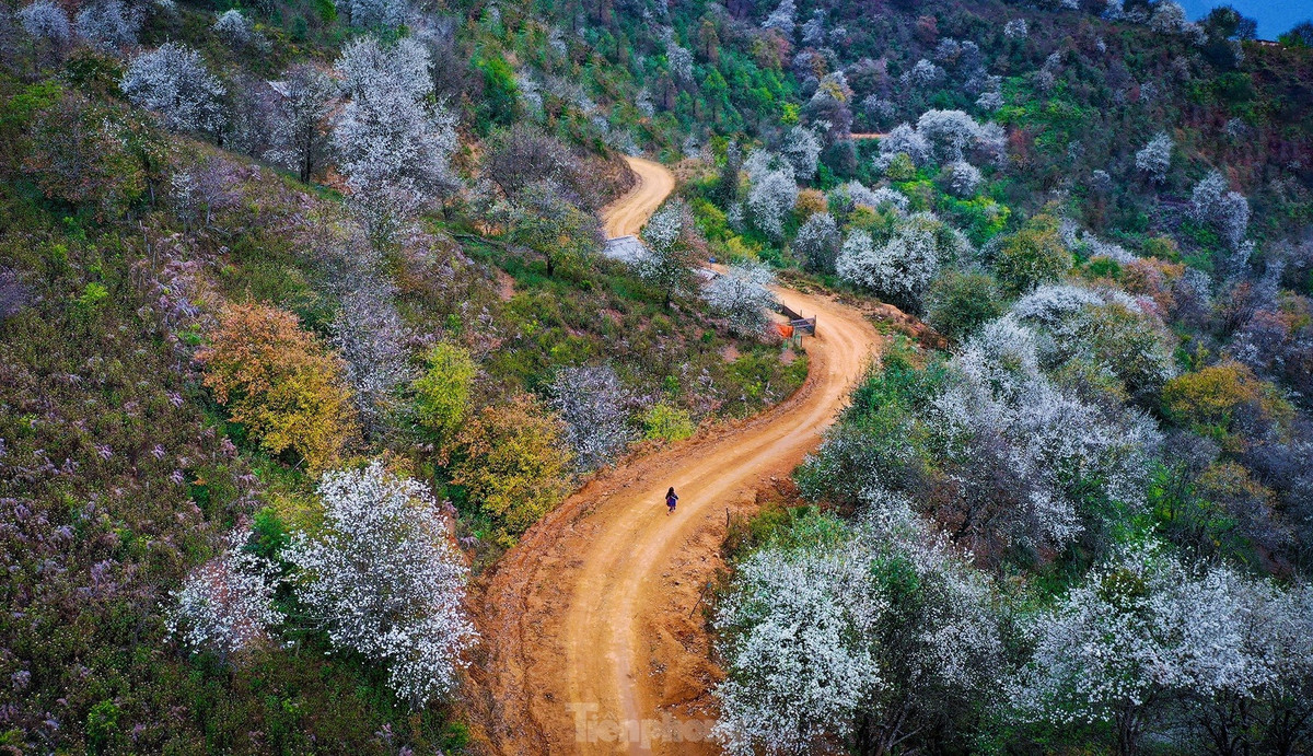 Đường vào bản Nậm Nghiệp và rừng hoa sơn tra.