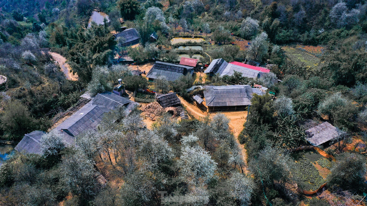 Những cây sơn tra bung nở trên các triền đồi, vách núi.