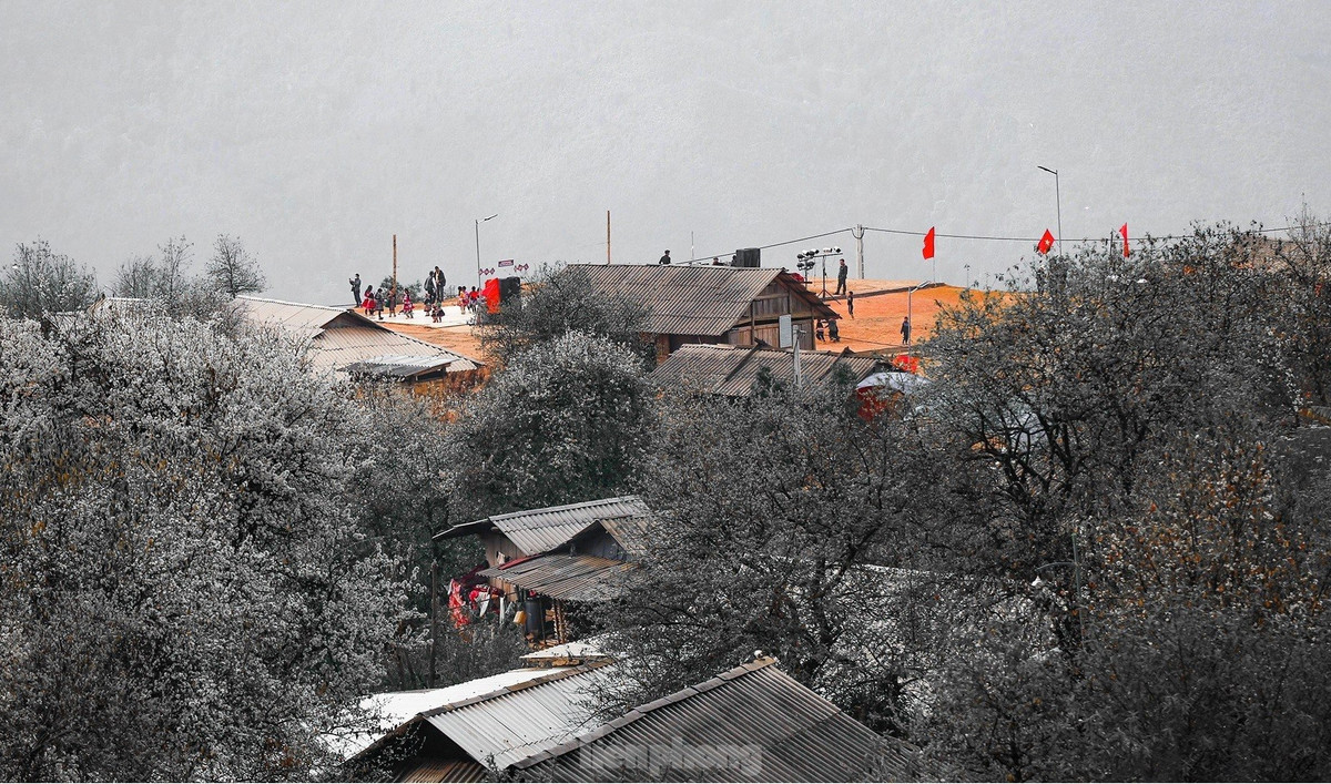 Sinh trưởng trên vùng đất khắc nghiệt, sơn tra vẫn mang vẻ đẹp thanh khiết tự nhiên và sự cuốn hút lạ thường lôi cuốn du khách gần xa mỗi khi bung nở.