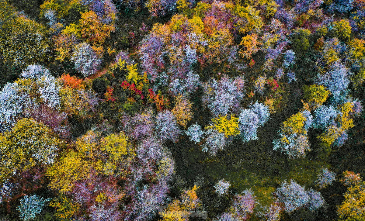 Hoa nở tới đầu tháng 4 tiết trời nắng ấm, không mưa nhiều. Tuy nhiên, du khách muốn ngắm lúc đẹp nhất nên đến Nậm Nghiệp trong tháng 3.