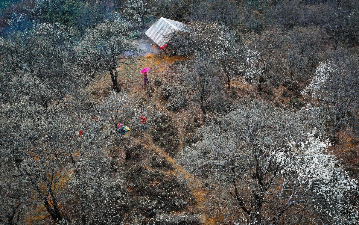 Trên khắp bản làng, hàng ngàn cây sơn tra bừng nở, phủ trắng khắp núi đồi. Dù ở trên nương hay vườn nhà, từng chùm hoa sơn tra nở bừng sắc xuân.