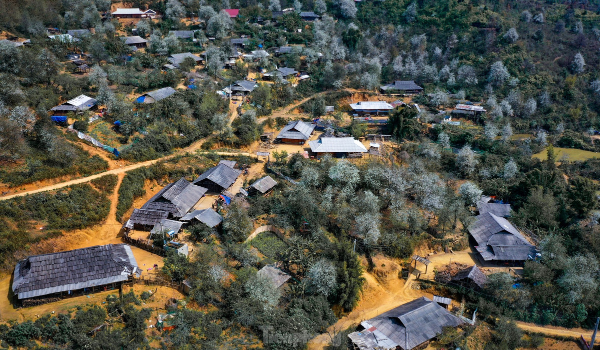 Theo báo cáo, diện tích trồng sơn tra tại bản Nậm Nghiệp, xã Ngọc Chiến, huyện Mường La, tỉnh Sơn La vào khoảng gần 2.000 ha. Việc trồng sơn tra giúp người dân ở đây cải thiện kinh tế và thu hút du khách thập phương đến du lịch.