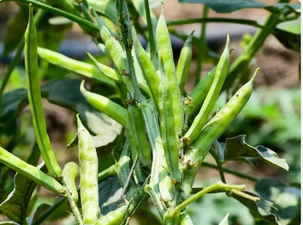 rong 100-150 g đậu chùm có khoảng 332 calo, 70 -75 mg carbohydrate, 60 -70 mg chất xơ và 125 g canxi trong. Dưới đây là một số lý do tại sao chúng ta nên đưa loại rau này vào trong chế độ ăn uống hằng ngày của mình. 