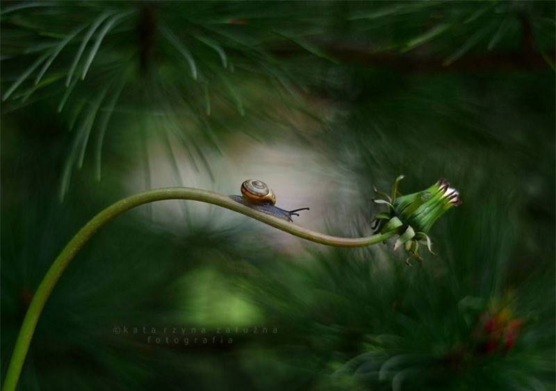 Tuy là động vật có hại, nhưng qua ống kính của nữ nhiếp ảnh gia Katarzyna Zaluzna thì nó lại trở nên đẹp lung linh, huyền ảo và không đáng ghét như trong tưởng tưởng của mọi người.