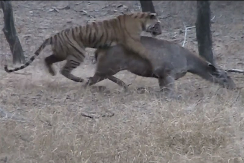 Hổ mệt “bở hơi tai” khi cố gắng kết liễu hươu ảnh 1 Hổ mệt “bở hơi tai” khi cố gắng kết liễu hươu ảnh 1