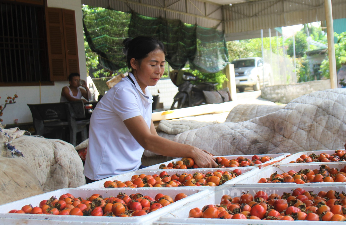 Vua hong lon nhat tinh Nghe An vao vu thu hoach-Hinh-6
