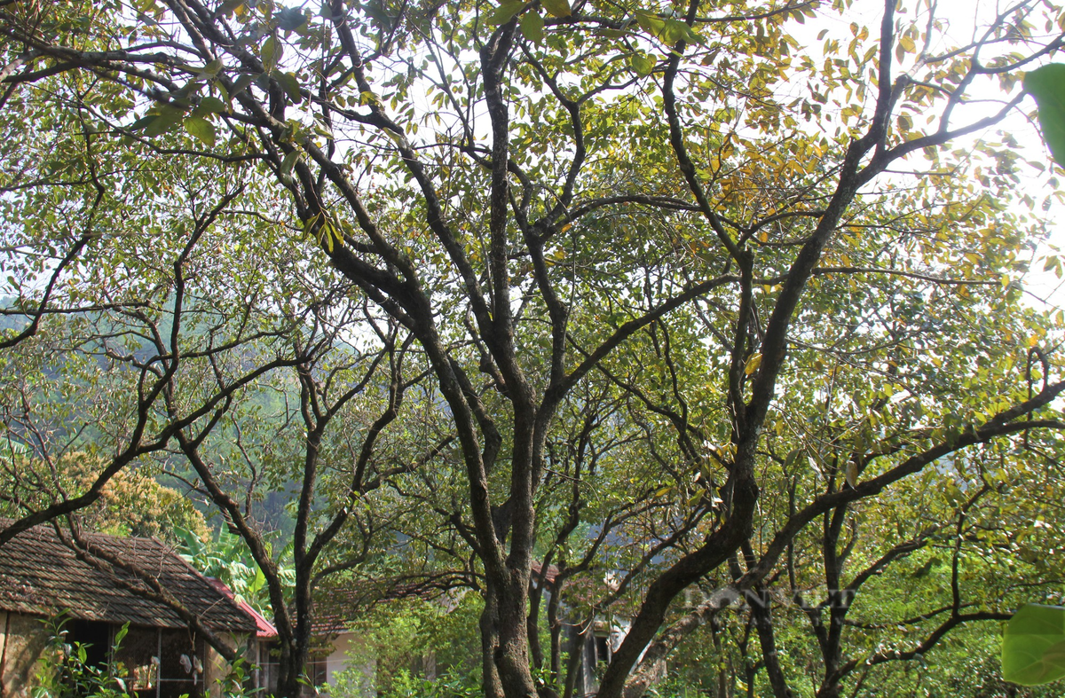 Vua hong lon nhat tinh Nghe An vao vu thu hoach-Hinh-5