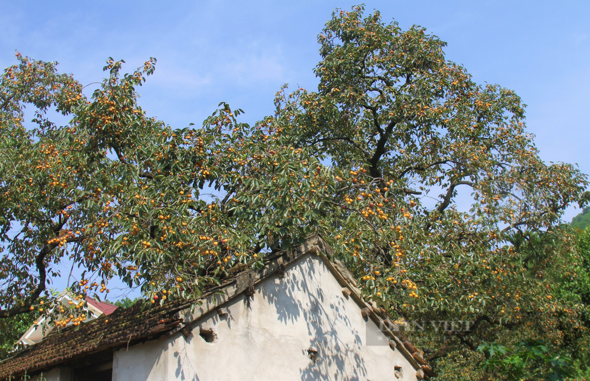 Vua hong lon nhat tinh Nghe An vao vu thu hoach-Hinh-2