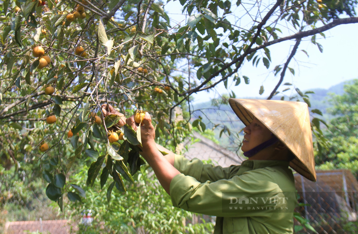 Vua hong lon nhat tinh Nghe An vao vu thu hoach