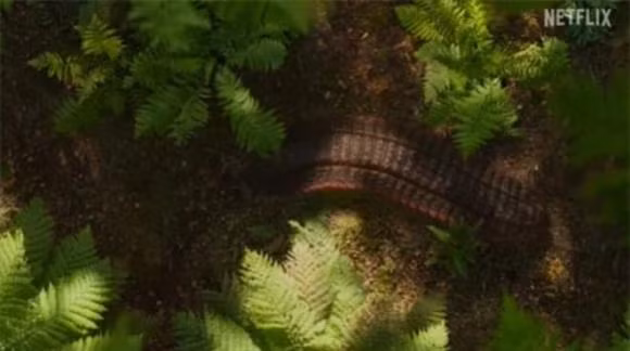 Can canh loai ret khong lo co xua, to ngang chiec o to nho-Hinh-4