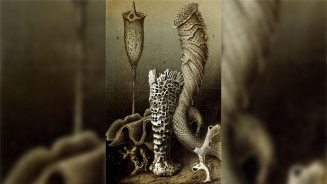 Top 10 loài động vật sống lâu nhất Trái đất ảnh 7