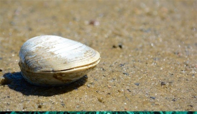 Top 10 loài động vật sống lâu nhất Trái đất ảnh 2