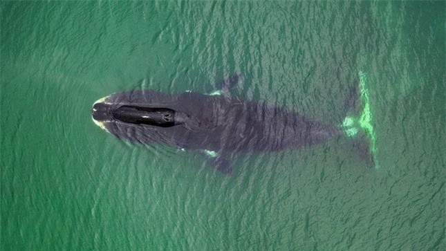 Top 10 loài động vật sống lâu nhất Trái đất ảnh 1