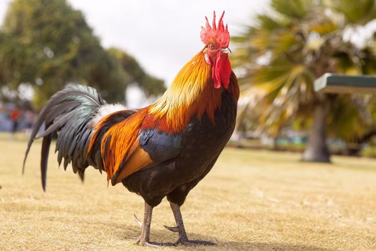 Trong năm tới người tuổi Dậu sẽ phát triển các mỗi quan hẹ và tích lũy kiến thức cũng như của cải thay vì đầu tư nhiều khi chưa có kế hoạch rõ ràng. Đồng thời, tuổi Dậu sẽ phải lưu ý đến các vấn đề sức khỏe, khám sức khỏe định kỳ cùng với chế độ tập luyện hợp lý. Những người tuổi Dậu nên tranh thủ cơ hội này. 