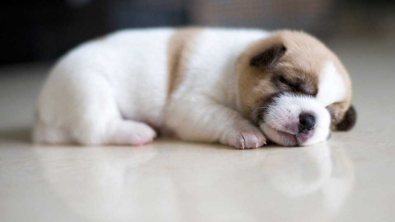 Trong năm tới những người tuổi Tuất không chỉ may mắn trên con đường công danh sự nghiệp mà tuổi Tuất có được cuộc sống gia đình hạnh phúc. Có thể có một số tin vui sẽ khiến cuộc sống gia đình trở nên phong phú và đầm ấm hơn.