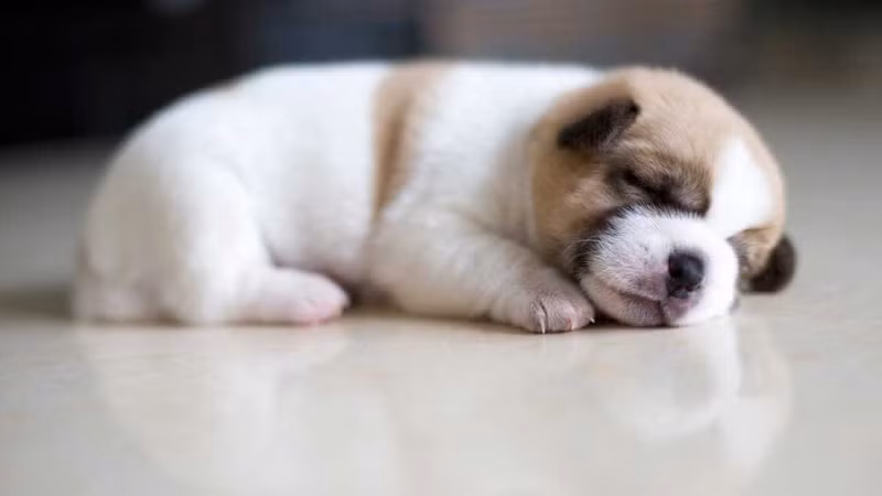 Trong năm tới những người tuổi Tuất không chỉ may mắn trên con đường công danh sự nghiệp mà tuổi Tuất có được cuộc sống gia đình hạnh phúc. Có thể có một số tin vui sẽ khiến cuộc sống gia đình trở nên phong phú và đầm ấm hơn.