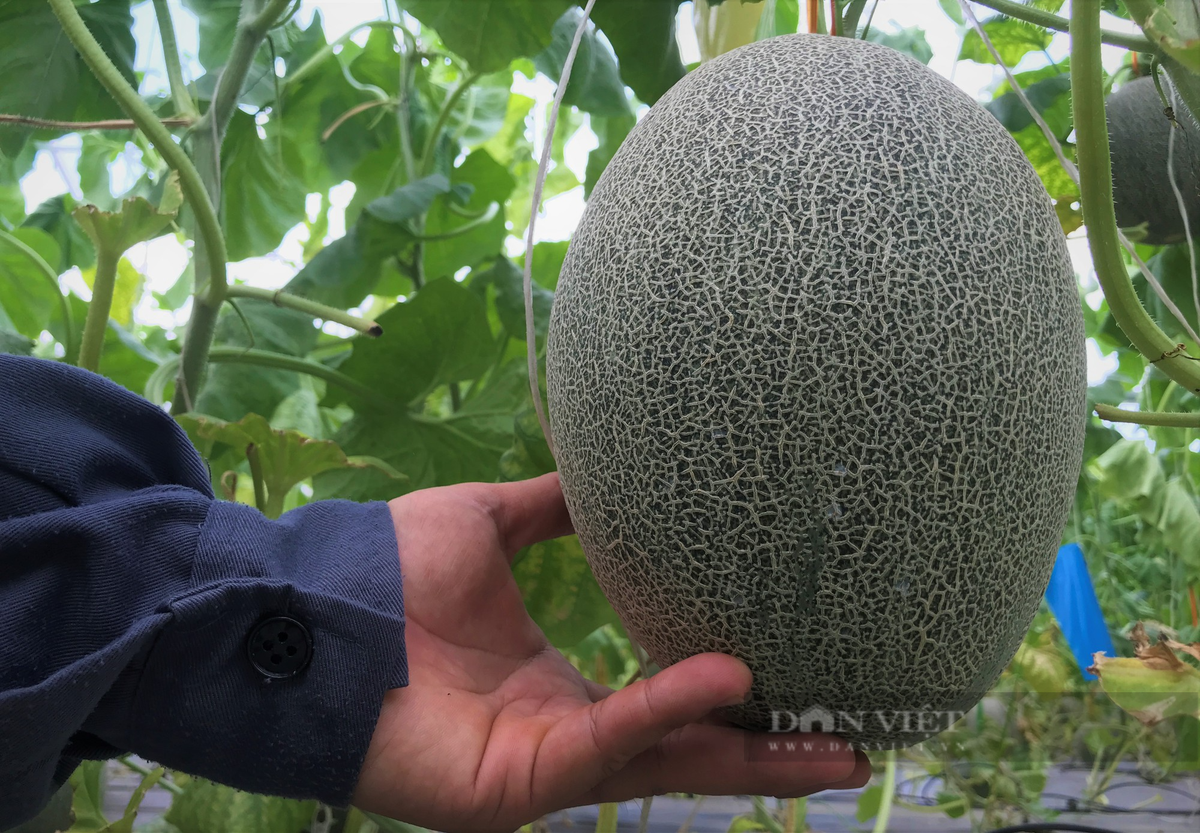 Anh nong dan bo 3 ty lam nong nghiep cong nghe cao trong du qua ngon-Hinh-5