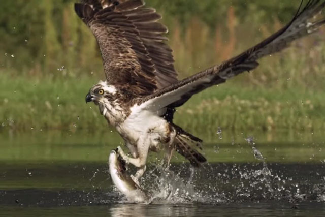 Video: Can canh man san moi tuyet dinh cua chim ung bien