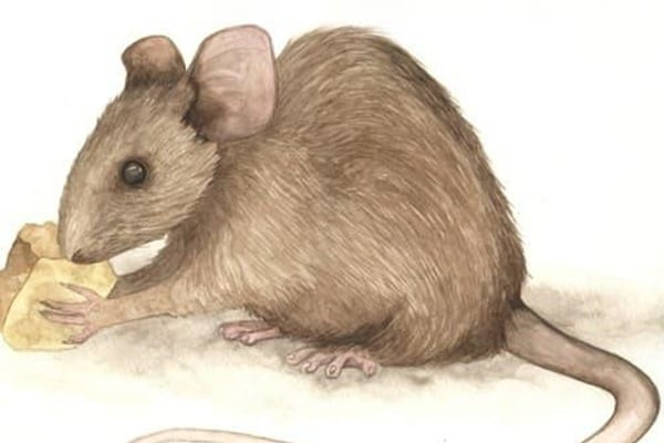 3 con giap xui tan mang lam quan quat van ngheo, 1 tuoi dac loc-Hinh-3