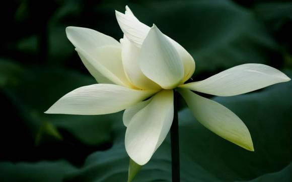 Sau khi nguoi than qua doi, lam 4 dieu sau la diem xui xeo