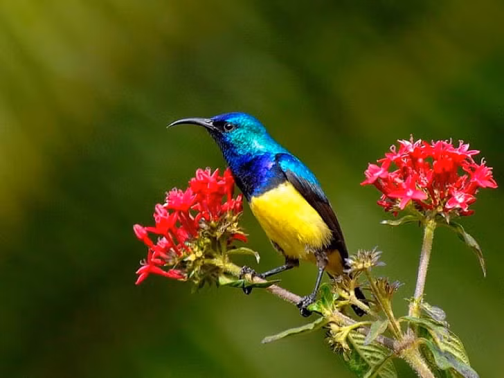 4 con giap tuoi cao phuc loc cang hanh thong, nhan sinh nhu y