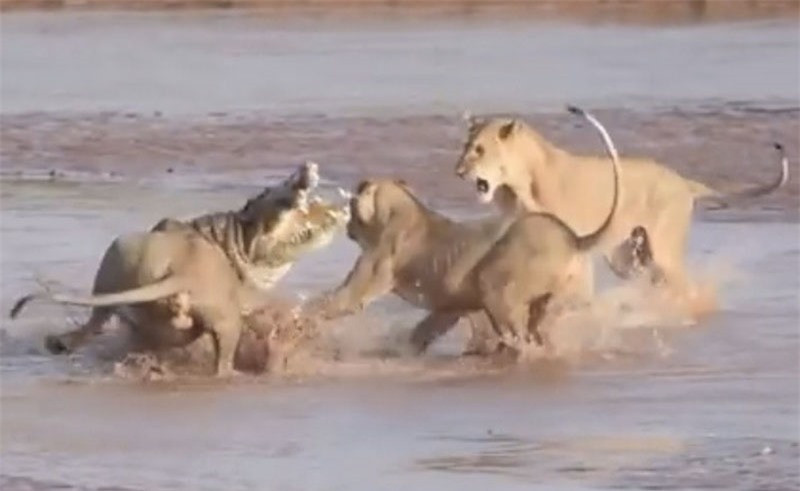 Cá sấu “chiến đấu” với 3 con sư tử ảnh 1