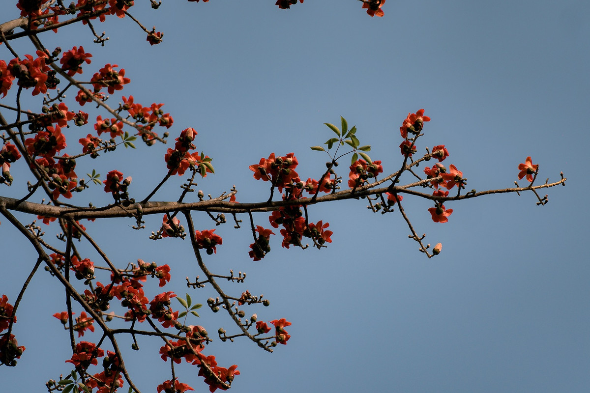 Thang 3 mua hoa gao xu Hue-Hinh-5