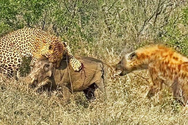 Video: Lợn rừng sống sót thần kỳ sau màn truy kích của kẻ săn mồi Video: Lon rung song sot than ky sau man truy kich cua ke san moi