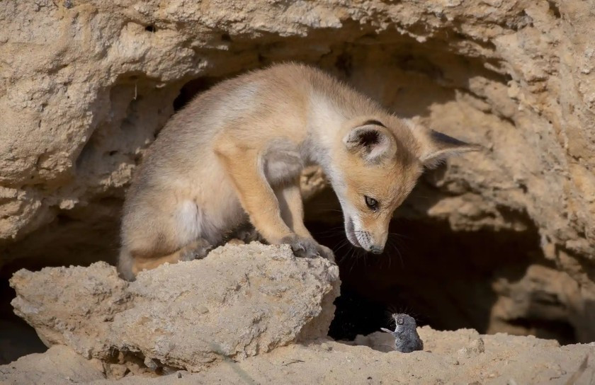 Tên tác phẩm: Đàm phán khó khăn. Tác giả: Ayala Fishaimer.