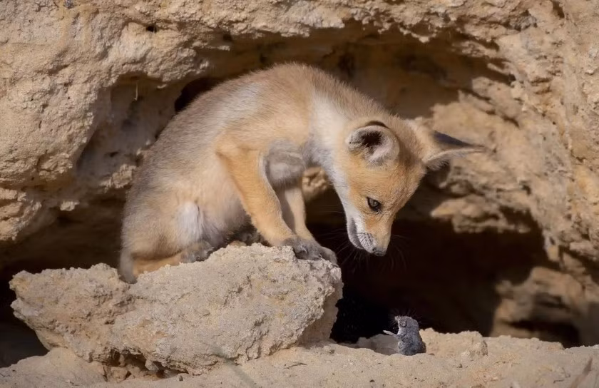 Tên tác phẩm: Đàm phán khó khăn. Tác giả: Ayala Fishaimer.