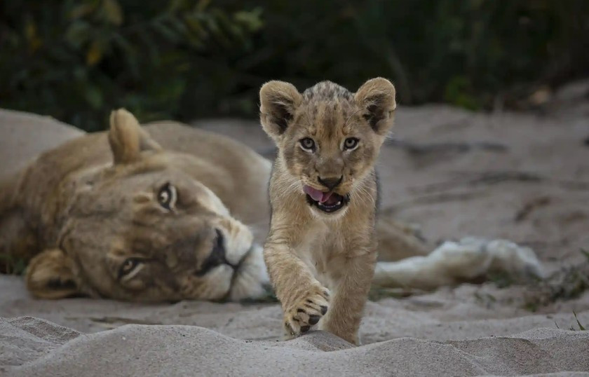 Tên tác phẩm: Sự tò mò. Tác giả: Gerald Hinde