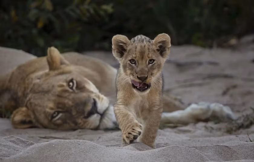 Tên tác phẩm: Sự tò mò. Tác giả: Gerald Hinde