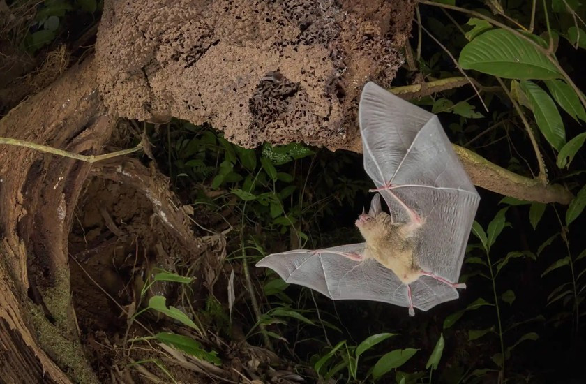 Tên tác phẩm: Trở về nhà. Tác giả: Dvir Barkay