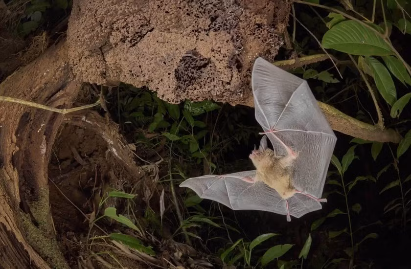 Tên tác phẩm: Trở về nhà. Tác giả: Dvir Barkay