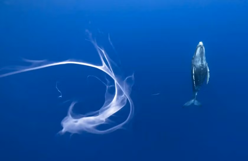 Tên tác phẩm: Một ngụm sữa. Tác giả: Karim Iliya